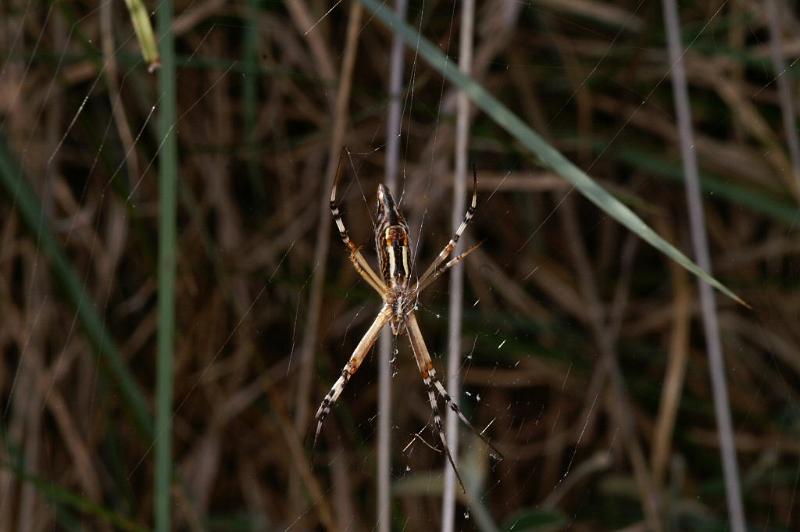 Argiope_syrmatica_D3515_Z_87_Karinji NP_Australie.jpg